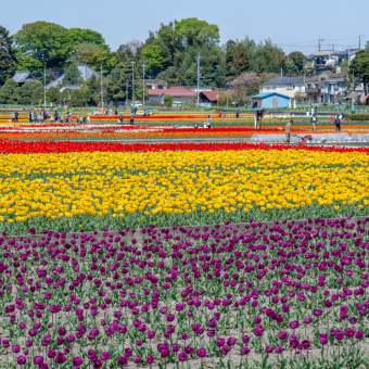See Spring in Full Bloom on a Bicycle Ride through Fussa, Hamura and Mizuho