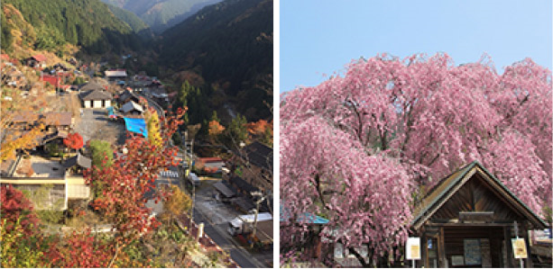 헨보리 모미지노사토