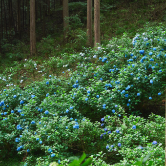 Power Spots and Sacred Sights: Two Days in Akiruno & Hinode
