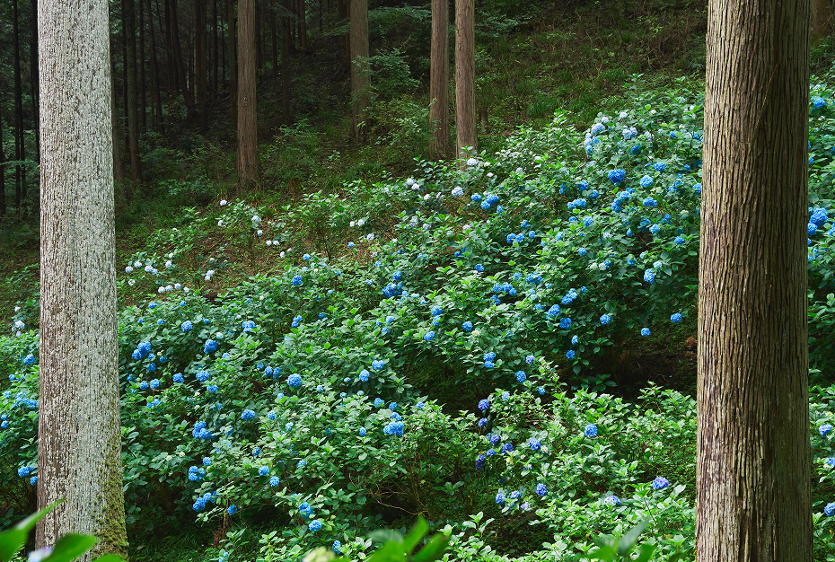 Power Spots and Sacred Sights: Two Days in Akiruno & Hinode