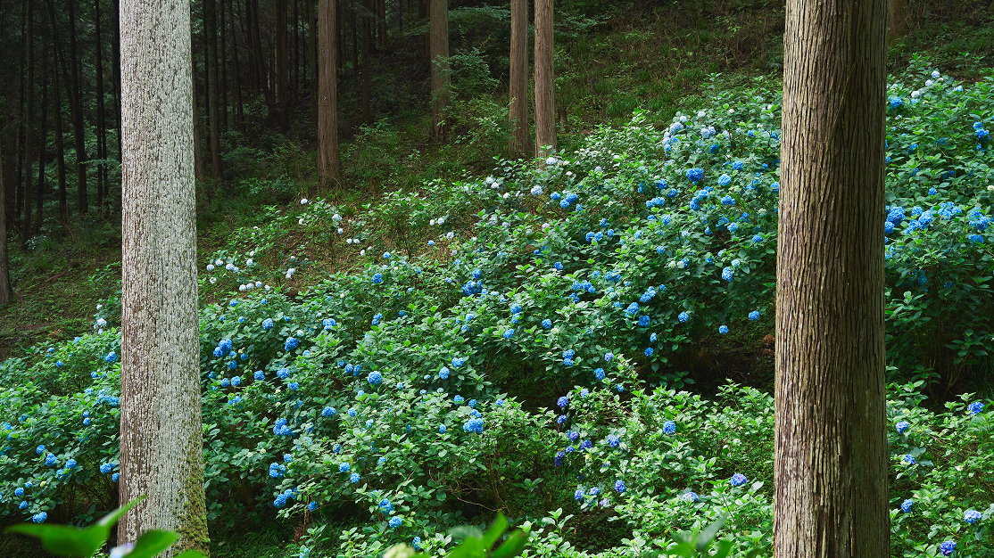 Power Spots and Sacred Sights: Two Days in Akiruno & Hinode