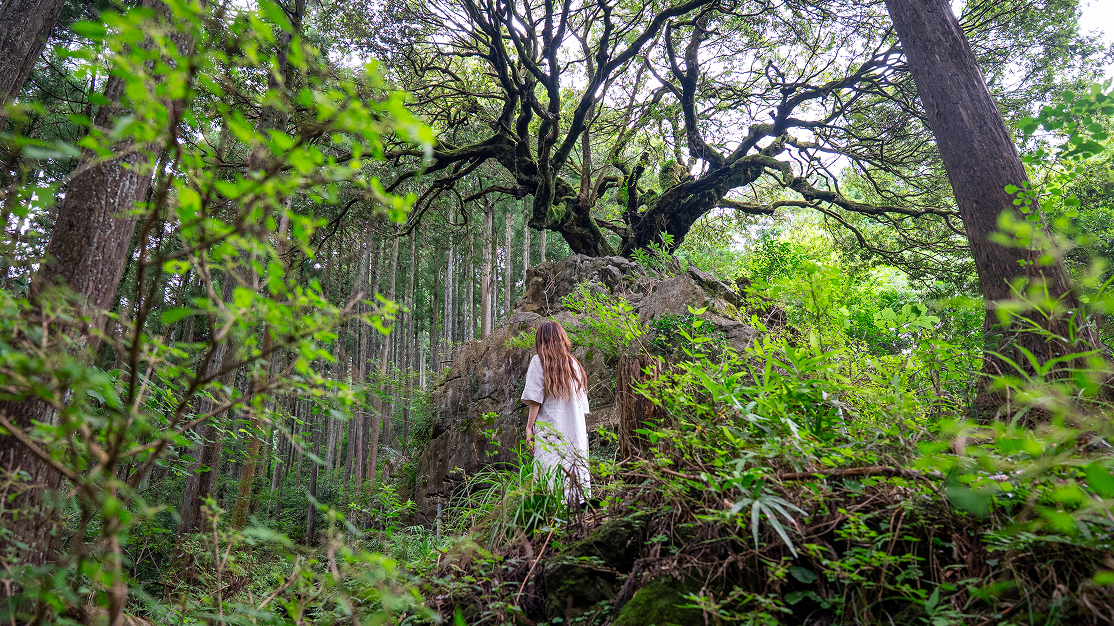 The Great Oak of Fukasawa