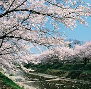 Relax amid rows of cherry trees