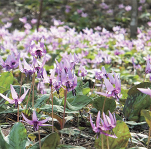 Hunt for rare white dogtooth violets
