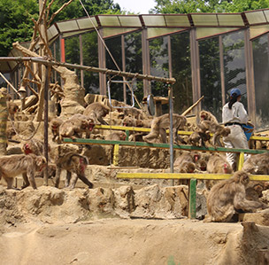 Mt. Takao Monkey Park