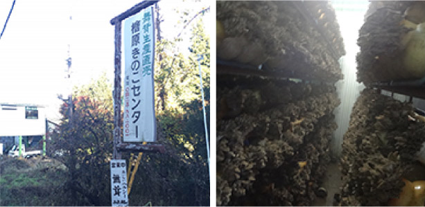 Hinohara Mushroom Center