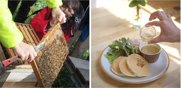 Honey Bee Farm Museum